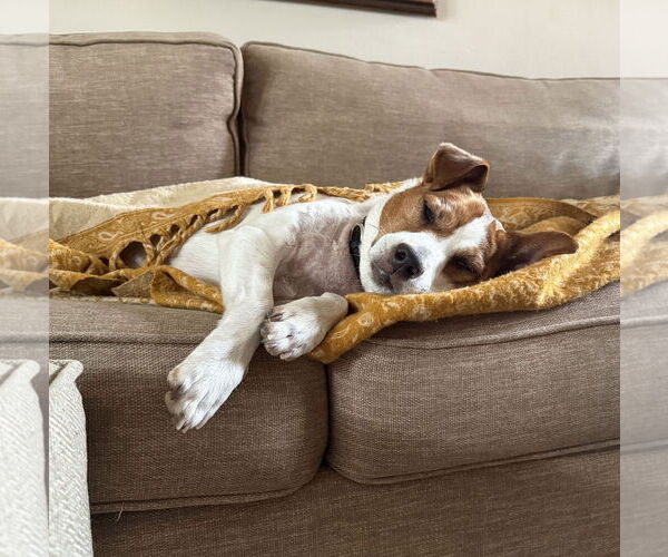 Medium Photo #41 Mutt Puppy For Sale in Philadelphia, PA, USA