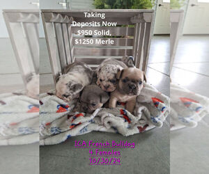 French Bulldog Puppy for Sale in TOPEKA, Indiana USA