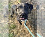 Small Great Dane-Labrador Retriever Mix