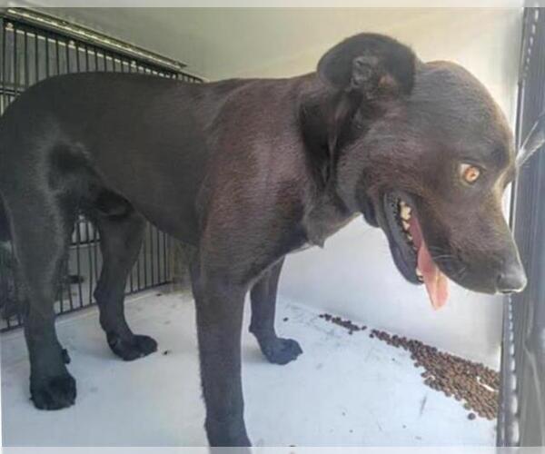 Medium Photo #2 Huskies -Labrador Retriever Mix Puppy For Sale in Houston, TX, USA