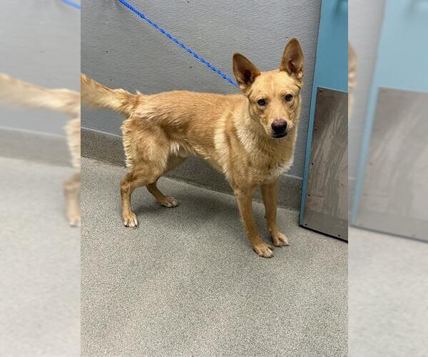 Medium Photo #1 German Shepherd Dog-Unknown Mix Puppy For Sale in Las Vegas, NV, USA