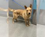 Small German Shepherd Dog Mix