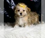 Small #4 Morkie