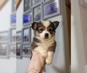 Pembroke Welsh Corgi Puppy for sale in VANCOUVER, WA, USA