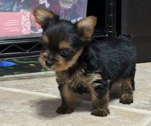 Yorkshire Terrier Puppy for sale in VALRICO, FL, USA