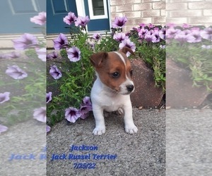 Jack Russell Terrier Puppy for Sale in SHIPSHEWANA, Indiana USA