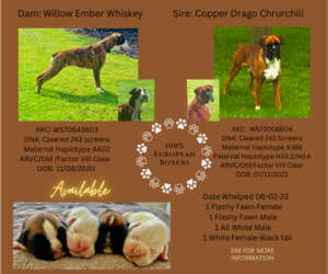Boxer Puppy for sale in STANLEY, WI, USA