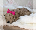 Puppy Ella Pink Poodle (Miniature)