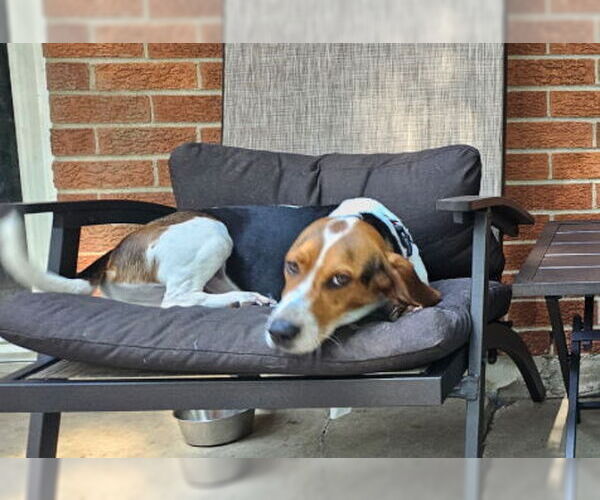 Medium Photo #4 Bagle Hound Puppy For Sale in Brookville, OH, USA