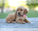 Small Photo #3 Golden Retriever Puppy For Sale in FREDONIA, KY, USA