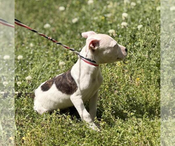 Medium Photo #2 Boxer-Unknown Mix Puppy For Sale in Yardley, PA, USA
