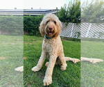 Small #1 Poodle (Standard) Mix