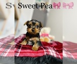 Small #16 Yorkshire Terrier