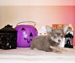 Puppy Fynn Chihuahua