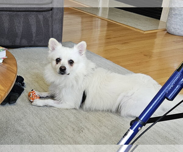 Medium Photo #2 American Eskimo Dog Puppy For Sale in Pikesville, MD, USA