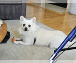 Small #1 American Eskimo Dog