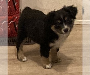 Miniature Australian Shepherd Puppy for sale in FORT MORGAN, CO, USA