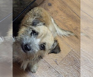 Taco - Female Care-Tzu Dog for Adoption - Photo #3