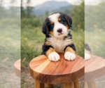 Small #2 Bernese Mountain Dog