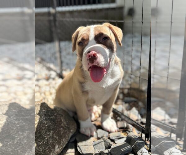 Medium Photo #1 Mutt Puppy For Sale in Greenville, SC, USA