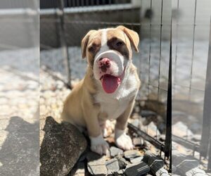 Mutt Dogs for adoption in Greenville, SC, USA