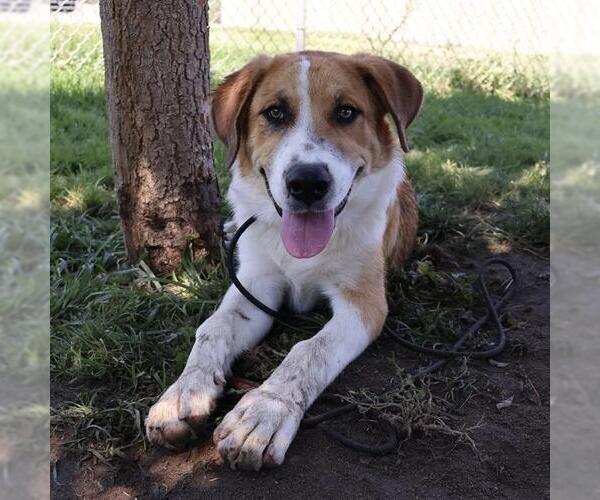 Medium Photo #1 Pyrenees Border Collie Puppy For Sale in Modesto, CA, USA