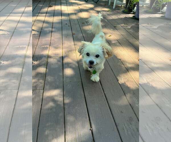 Medium Photo #2 Shih Tzu Puppy For Sale in Croydon, NH, USA