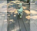 Small #1 Shih Tzu