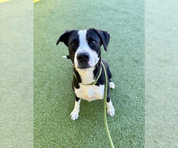 Medium Photo #2 Mutt Puppy For Sale in Fayetteville, NC, USA