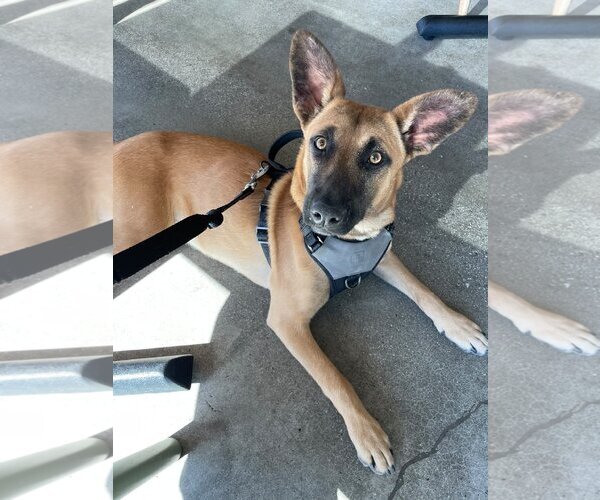 Medium Photo #8 Mutt Puppy For Sale in Dana Point, CA, USA