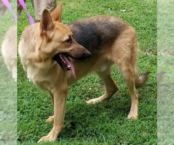 Medium Photo #7 German Shepherd Dog Puppy For Sale in Winston Salem, NC, USA