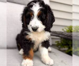 Bernedoodle (Miniature) Puppy for sale in GAP, PA, USA