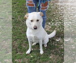 Small Labrador Retriever Mix