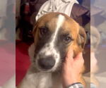 Small #3 Australian Shepherd Mix