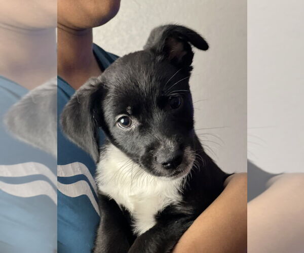 Medium Photo #7 Border Kelpie Puppy For Sale in Dana Point, CA, USA