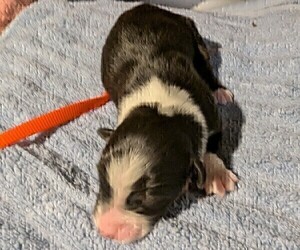 Medium Australian Shepherd
