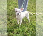 Small Photo #4 Boxer Puppy For Sale in Dumont, NJ, USA