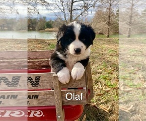 Medium Miniature Australian Shepherd