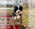 Puppy Olaf Miniature Australian Shepherd