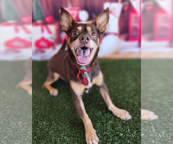 Medium Photo #4 Chiweenie Puppy For Sale in Phoenix, AZ, USA