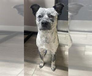 Mutt Dogs for adoption in Redlands, CA, USA