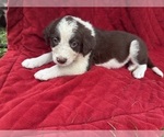 Puppy Taylor Borador