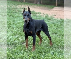 Father of the Doberman Pinscher puppies born on 04/27/2026