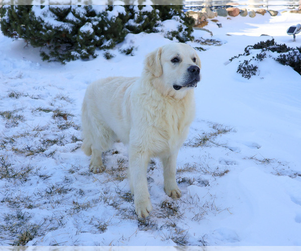 Medium Photo #1 English Cream Golden Retriever Puppy For Sale in SYRACUSE, IN, USA