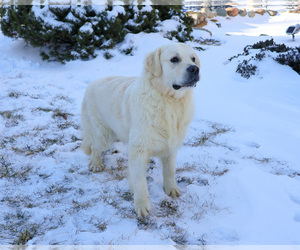 Father of the English Cream Golden Retriever puppies born on 03/23/2026