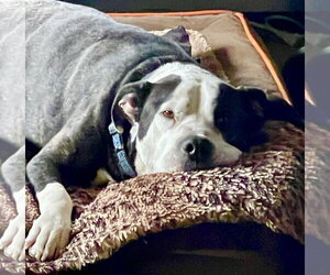Paw Paw Walter - Male Mutt Dog for Adoption - Photo #38
