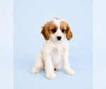 Small #2 Cavapoo (Standard)