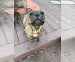 Small #8 Mutt