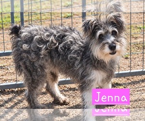 Mutt Dogs for adoption in Minneapolis, MN, USA