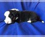Small Photo #1 Border Collie Puppy For Sale in MARIPOSA, CA, USA